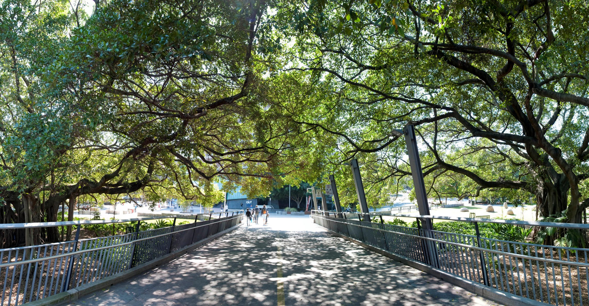 Boardwalk with tree canopy